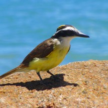 Bird Pitogüe on Praia do Forte